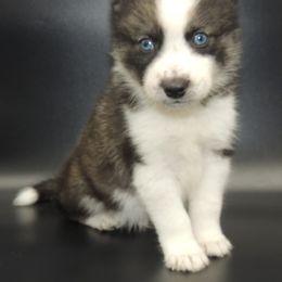 Pomsky and Siberian Husky Puppies from Beastly Beauties Huskies & Pomskies