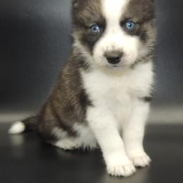 Pomsky and Siberian Husky Puppies from Beastly Beauties Huskies & Pomskies