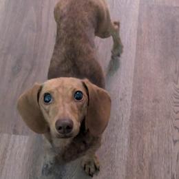 Chibi - Spayed - Cream female Dachshund puppy in Central Point, Oregon from MRS Long Dog Ranch