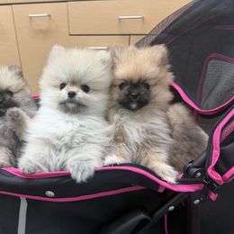 Boy 2 - Wolf sable male Pomeranian puppy in Southaven, Mississippi from Bougie Breeds