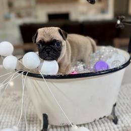 Minnie - Fawn female Pug puppy in Indiahoma, Oklahoma from Farm Fresh Doodles