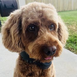 Dude - Cockapoo