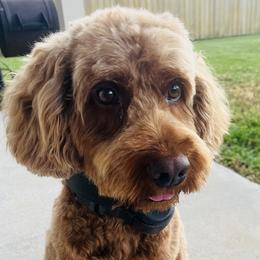 Dude - Cockapoo