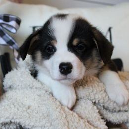 Sully new name Charlie - Black and tan male Pembroke Welsh Corgi puppy in Purcellville, Virginia from Rhone River Farm Pembroke Welsh Corgis