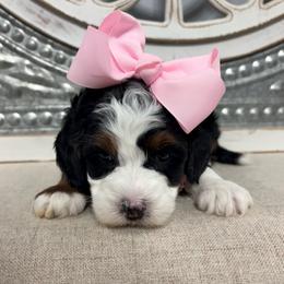 Pink collar - Tri-color female Bernedoodle puppy in Calico Rock, Arkansas from Cottrell’s Poodles & Doodles