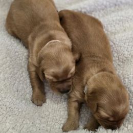 Gray or Pink - Dark golden female Golden Retriever puppy in Limon, Colorado from Big Sandy Golden Retrievers