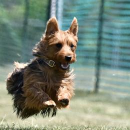 Australian Terriers from ZoeZoo Australian Terriers