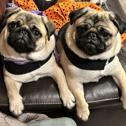 Pugs from Sweet Potato Pugs