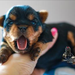 Yorkshire Terrier Puppies from Essence of Grace Yorkies
