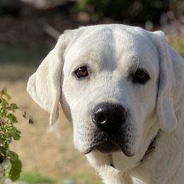 Jack - Labrador Retriever