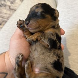 Dachshund Puppies from Birkin’ Paws