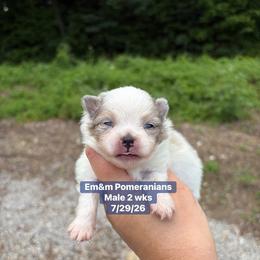 Merle parti 3209 pet only - Blue merle male Pomeranian puppy in Kentucky from Em&M Pomeranians