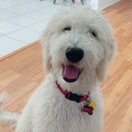 Goldendoodles and Poodles from Precious V Poodles & Doodles