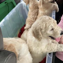 Goldendoodle Puppies from King Family Doodles