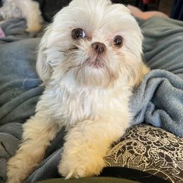 Gypsy - Shih Tzu
