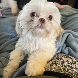 Gypsy - Shih Tzu