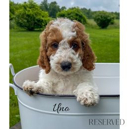Uno - Parti male Goldendoodle puppy in State Road, North Carolina from Must Love Doodles