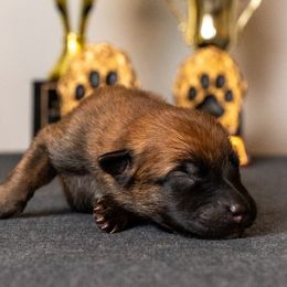 Boy 7 - Fawn male Belgian Malinois puppy in Lincoln, Nebraska from Nebraska K9
