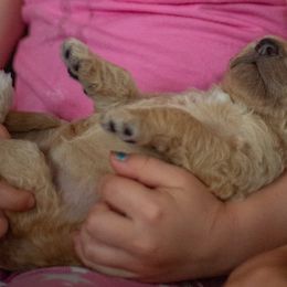 Sally 🍓 - Apricot Poodle puppy in Troy, Wisconsin from Kettle Cove Standard Poodles