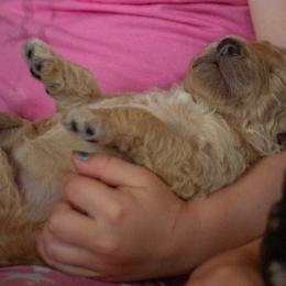 Sally 🍓 - Apricot Poodle puppy in Troy, Wisconsin from Kettle Cove Standard Poodles
