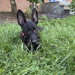 Nova - Black brindle female Dutch Shepherd puppy in Watertown, Connecticut from APACHEK9