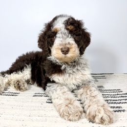 Dior - Red tri-color female Aussiedoodle puppy in Southwest Ranches, Florida from Dandy Doodle Ranch