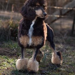 Willard - Black phantom male Aussiedoodle puppy in Casa, Arkansas from Blue Diamond Puppies