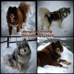 Siberian Husky puppies from Moonlight Howl Huskies