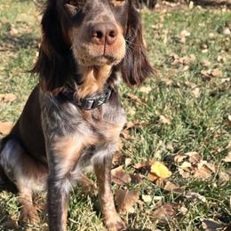 Dakota - English Springer Spaniel