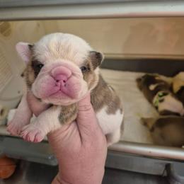 PINK - Red brindle and white female Bulldog puppy in Walhalla, South Carolina from Lowery's English Bulldogs