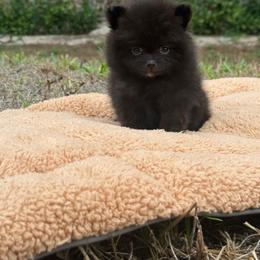 Pomeranian puppies from 🤎 Dreaming Puppies 🐶