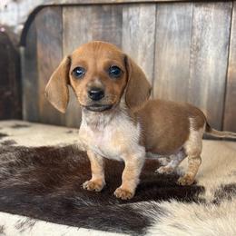 Fancy - Red female Dachshund puppy in Marvell, Arkansas from Hat Creek Kennel