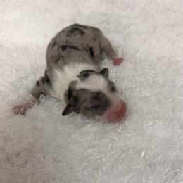 Newt - Blue merle male Miniature Australian Shepherd puppy in Hillsville, Virginia from Lottie's Mini Aussies