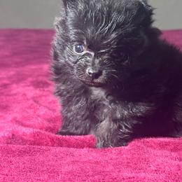 Sam - Black male Pomeranian puppy in Kansas City, Missouri from S&K Pomeranians