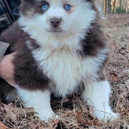 Ice - Chocolate male Pomsky puppy in Gladstone, Virginia from Rustic Charms Miniature Huskys