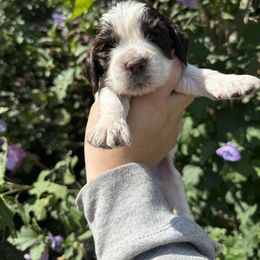 Lois Lane - Liver and white female English Springer Spaniel puppy in Huntingdon, Pennsylvania from Indian Creek Springers and Doxies