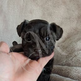 Miniature Schnauzer and Pomeranian Puppies from Ashley Martinez