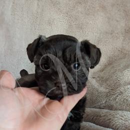 Miniature Schnauzer and Pomeranian Puppies from Ashley Martinez
