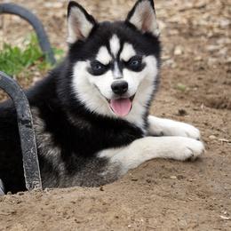 Pomsky, Shetland Sheepdog, and Toy Shetland Sheepdog Puppies from Mountain High Kennels