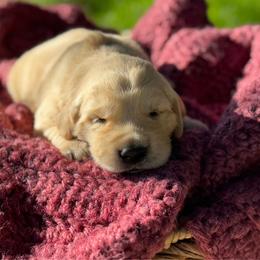 Yellow Boy - Light golden male Golden Retriever puppy in Scio, Oregon from Stackhouse Family Farm