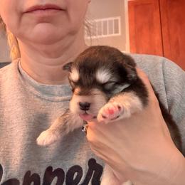 Legs - Seal and white female Alaskan Malamute puppy in Orinda, California from Jennifer Corr's Onak Alaskan Malamutes