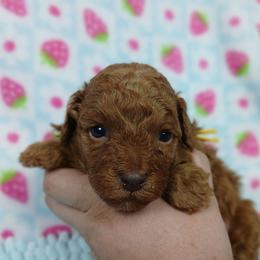 Prince Charming - Red  male Poodle puppy in Blanch, North Carolina from Faithful Hearts Kennel
