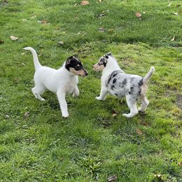 Collie Puppies from Diamund Collies