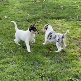 Collie Puppies from Diamund Collies