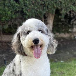 Goldendoodle, Poodle, and Sheepadoodle All Grown Up from Exquisite Doodles
