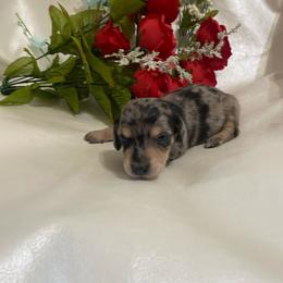 Stormy - Dapple female Dachshund puppy in Smicksburg, Pennsylvania from TLC Dachshunds