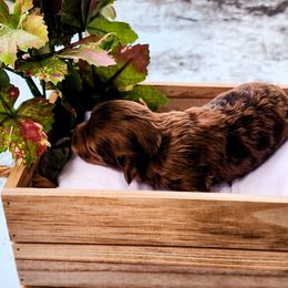 Cockapoo Puppies from Cowboy Country Cockapoos