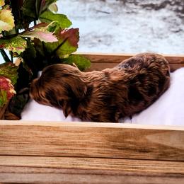 Cockapoo Puppies from Cowboy Country Cockapoos
