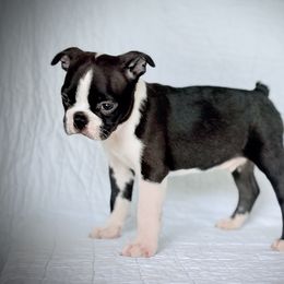 Boston Terrier Puppies from Bluewater Bostons
