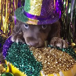 REMY - Chocolate and tan male Dachshund puppy in Poplarville, Mississippi from T's Kennel
